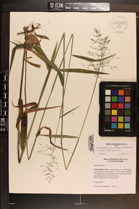 Dichanthelium dichotomum subsp. mattamuskeetense image