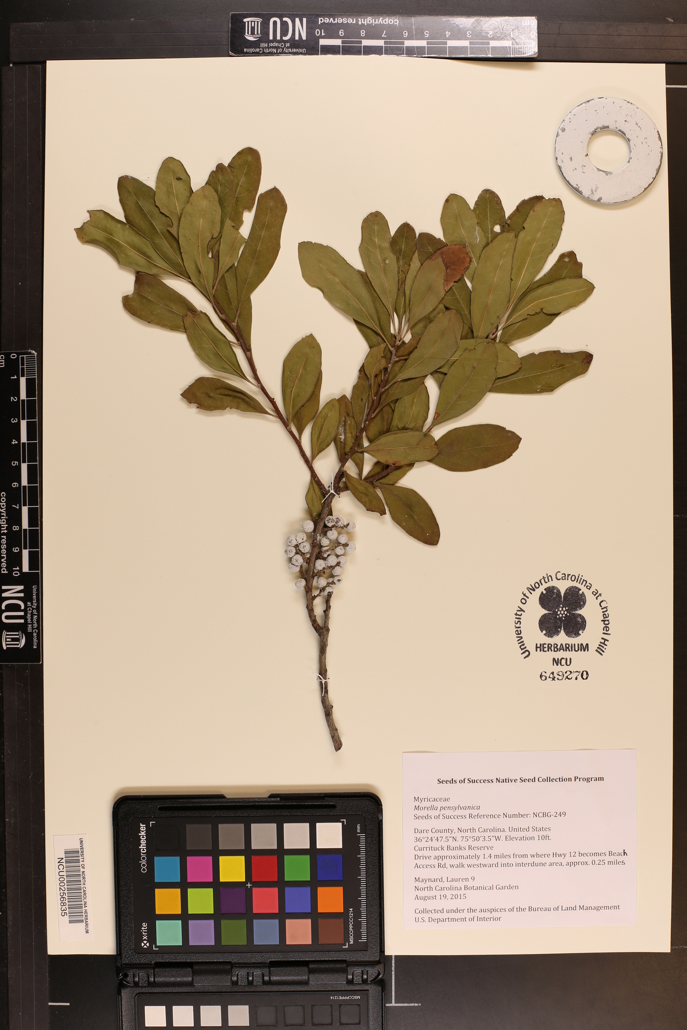 Morella pensylvanica image