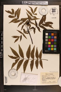 Carya aquatica image