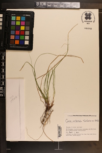 Carex umbellata image