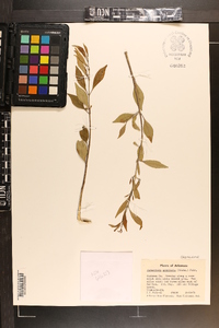 Forestiera acuminata image