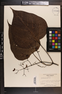 Catalpa speciosa image