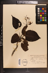 Catalpa speciosa image