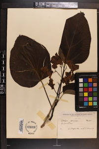 Catalpa speciosa image