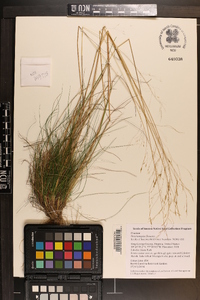 Deschampsia flexuosa image