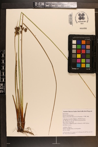 Juncus roemerianus image