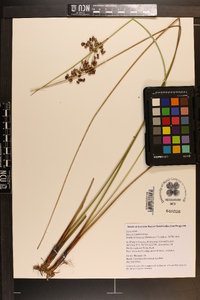 Juncus roemerianus image