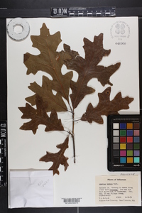 Quercus lyrata image