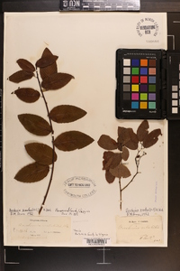 Berchemia scandens image