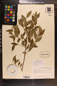 Ditrysinia fruticosa image