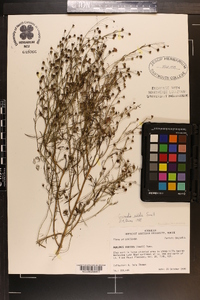 Agalinis viridis image