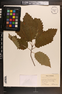 Quercus prinoides image