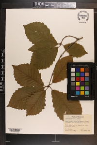 Quercus prinoides image