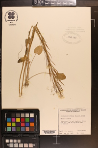 Cardamine bulbosa image