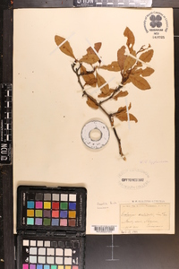 Crataegus aestivalis image
