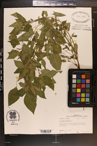 Acalypha virginica image