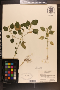 Acalypha setosa image