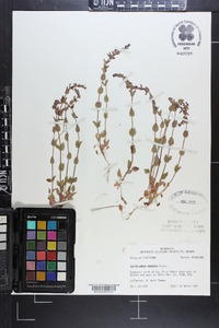 Scutellaria parvula image