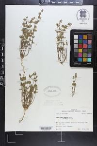 Scutellaria parvula var. australis image