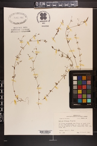 Galium tinctorium var. floridanum image