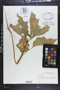 Datura stramonium image