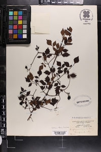 Ampelopsis arborea image