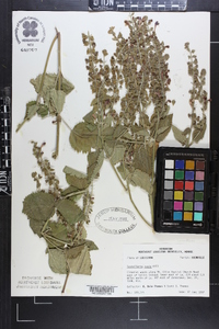 Scutellaria ovata image