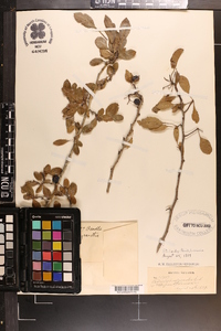 Crataegus brachyacantha image