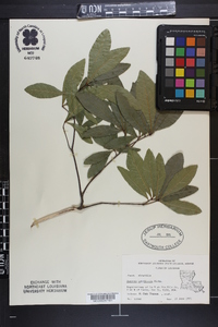 Quercus laurifolia image