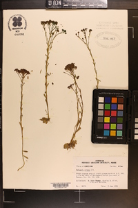 Polygala ramosa image