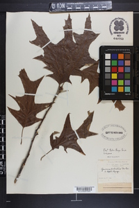 Quercus palustris image