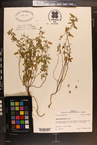 Tragia urticifolia image