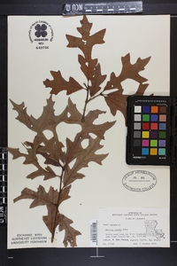 Quercus lyrata image