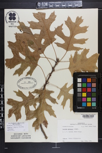 Quercus texana image