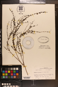 Seymeria cassioides image