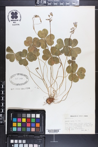 Oxalis rubra image