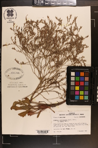 Limonium carolinianum image