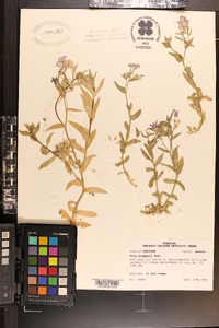 Phlox drummondii image