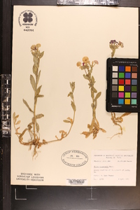 Phlox drummondii image