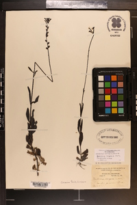 Buchnera longifolia image