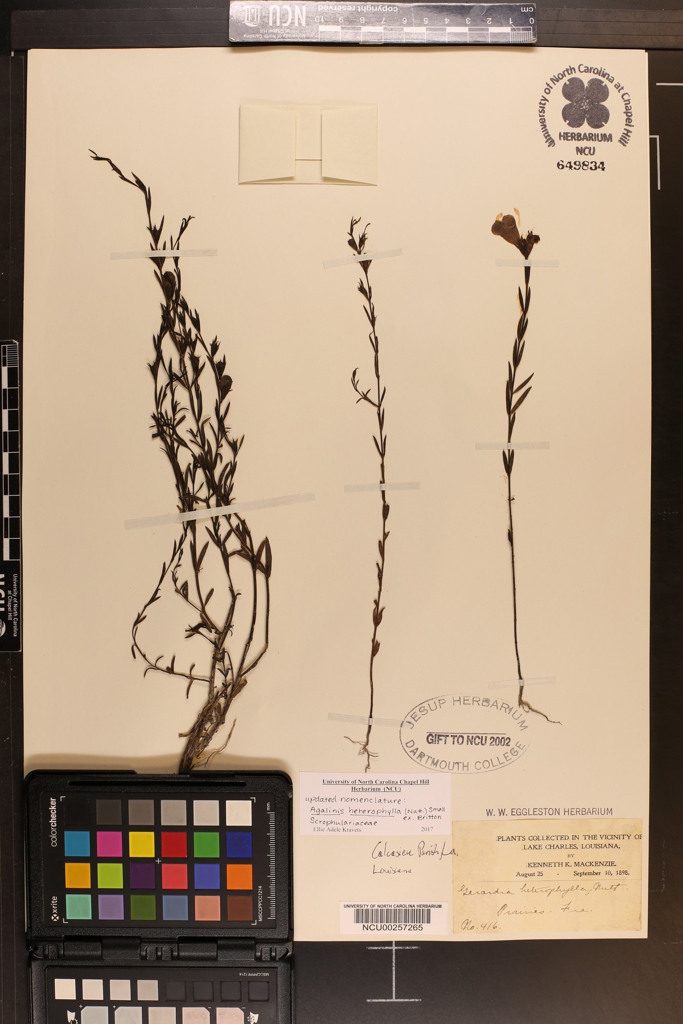 Agalinis heterophylla image