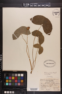 Jeffersonia diphylla image