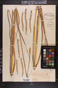 Tripsacum dactyloides image