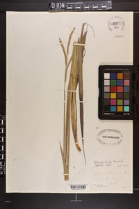 Paspalum floridanum image