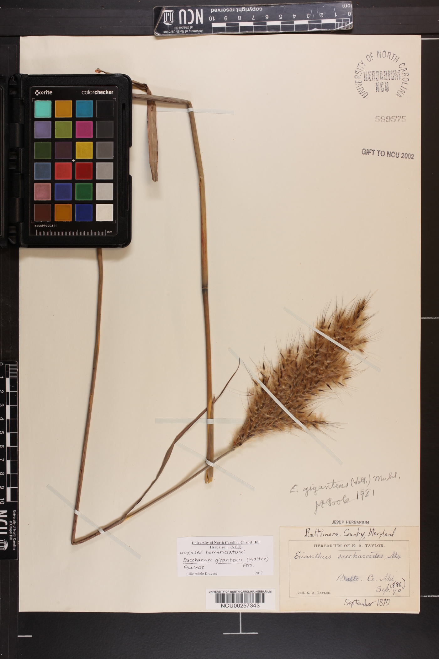 Saccharum giganteum image