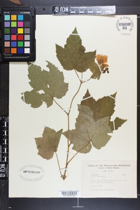 Rubus odoratus image