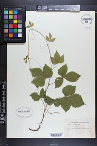 Rubus pubescens image