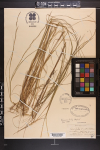 Aristida purpurascens image