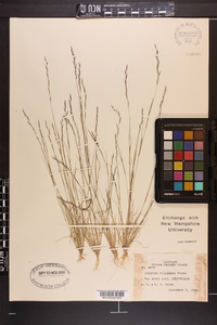 Aristida dichotoma image