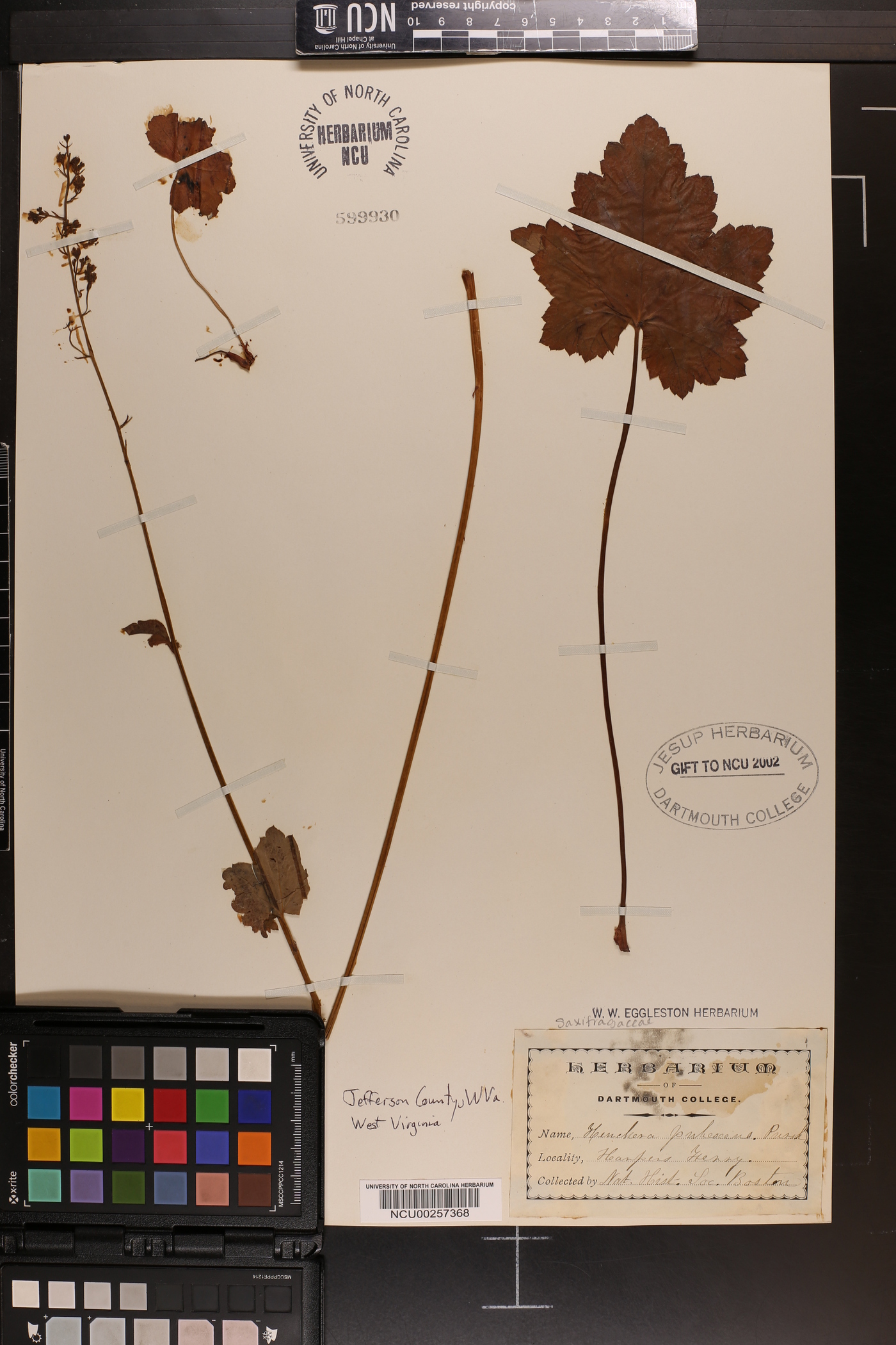 Heuchera pubescens image